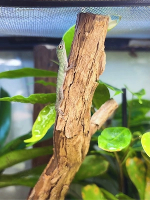 Anolis Garmani 0.0.20