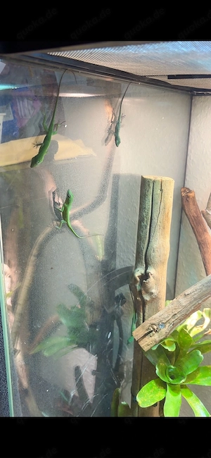 Anolis Garmani 0.0.15