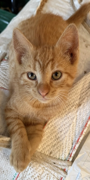 Kleiner Kater zu verkaufen