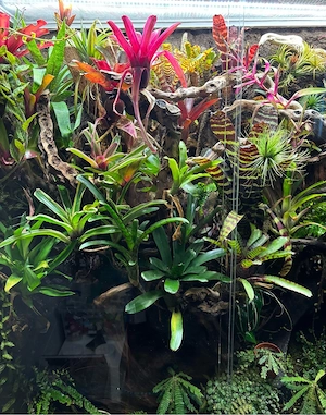 Bromelien  Bromelienkindel  Bromelienableger
