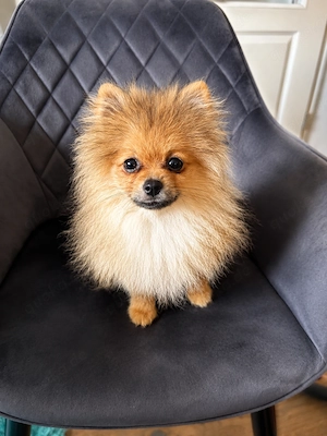 Zwergspitz Welpen (nur 2 Rüden!)  Spitz Merle Sable Beige 