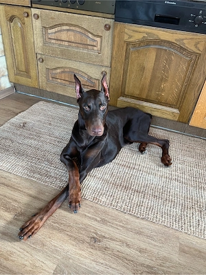 Dobermann Rüde 11 Monate kastriert
