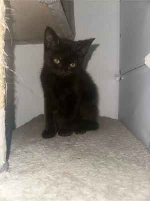 verkaufe unsere 2 kitten 