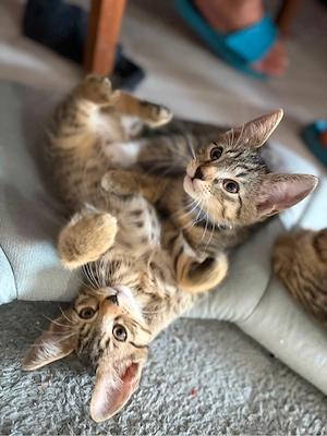 zwei kitten noch zu verkaufen