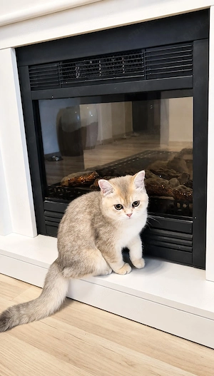 Wunderschöne reinrassige Britisch Kurzhaar Kitten suchen ein liebevolles Zuhause