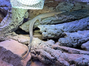 Varanus Acanthurus weiblich 