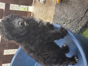 Mini aussiedoodle  mini australian shepherd zwergpudel 
