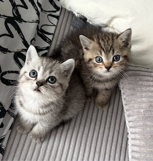 Baby kitten 