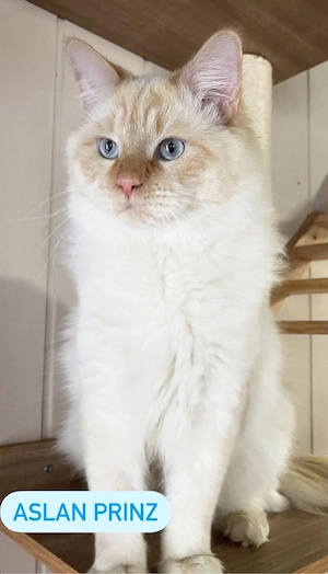 Neva Masquarade Kater