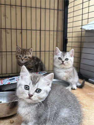 Verkaufe meine 6 Kleinen Kitten an ein liebevolles Zuhause 
