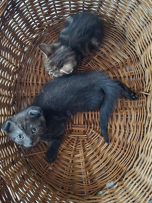 5 Kater BKH Maine Coon Mischlinge suchen Zuhause