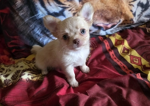 Verkaufe: Reinrassige Chihuahua Langhaar Welpen 