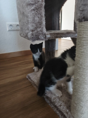 Katzenbabys 7-8 Wochen alt 
