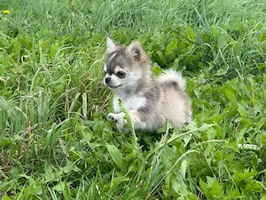 Pomchi Welpen 