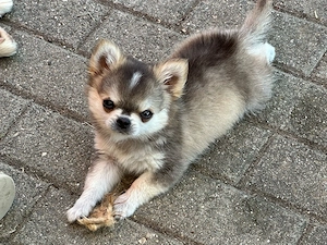 Pomchi Welpen 