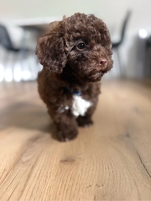 Liebevolle Maltipoo-Welpen suchen ein liebevolles Zuhause