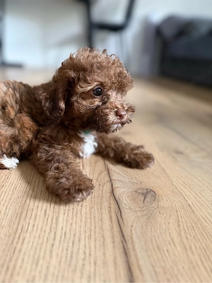 Liebevolle Maltipoo-Welpen suchen ein liebevolles Zuhause