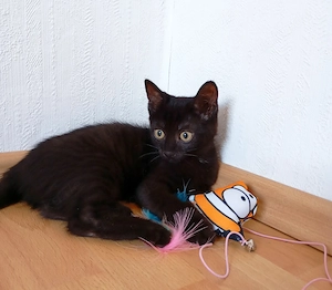 Zuckersüße EKH-Kitten im  Puma-Look  (Mädchen & Junge) abzugeben!