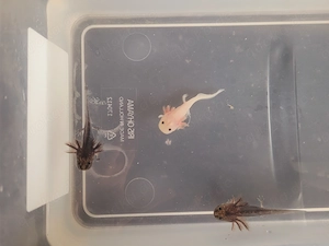 Junge Axolotl abzugeben 