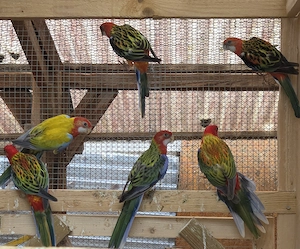 Rosella Mutationen 