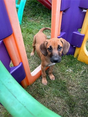 Rhodesian Ridgeback Welpen