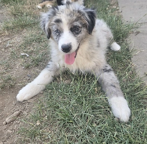 Reinrassige Mini Australian Shepherd Welpen