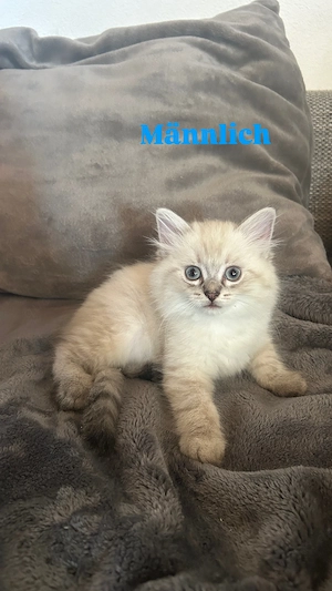 Ragdoll  Heilige Birma Kitten 