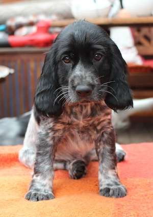 Thomson, reinrassiger Russischer Spaniel sucht Dich!