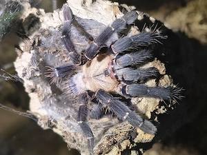 0.1 Phormingochilus hati hati zu verschenken