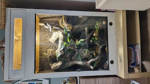 Malachit Stachelleguan paar optional mit Terrarium