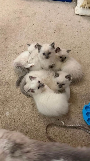 Ragdoll Kätzchen