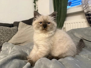 Traumhafter BKH Kater 