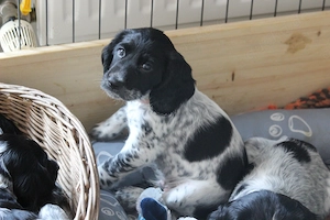 Snoopy, reinrassiger russischer Spaniel sucht seinen besonderen Menschen!