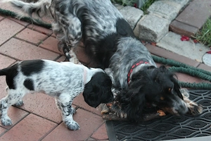 Snoopy, reinrassiger russischer Spaniel sucht seinen besonderen Menschen!