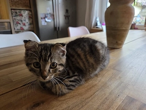 Katzenbaby 