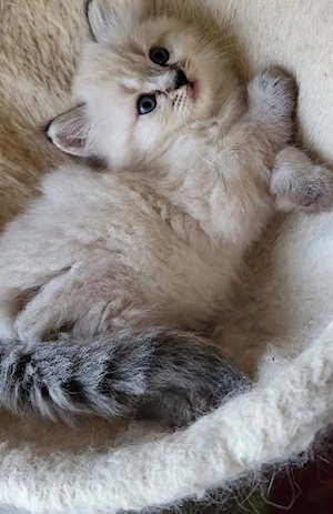 Drei zuckersüße Kuschel-Kitten 
