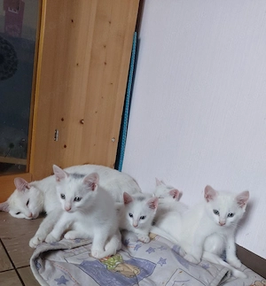 Wunderschöne weiße Kitten suchen ein liebevolles Zuhause