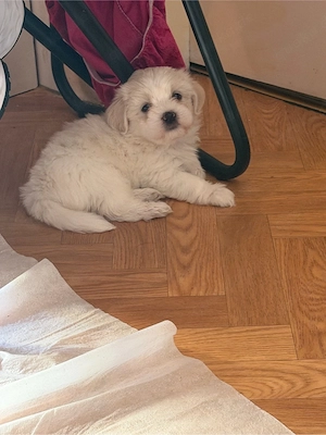 baby bischon 