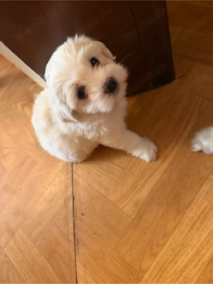 bischon maja mimi bela 