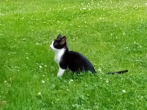 Fellnase Blässi 