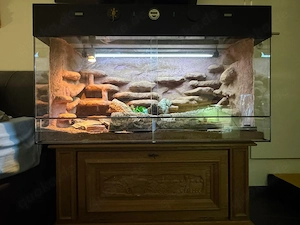 Komplettes Terrarium-Set inklusive 3 Leopardgeckos (1M   2W) zu verkaufen!