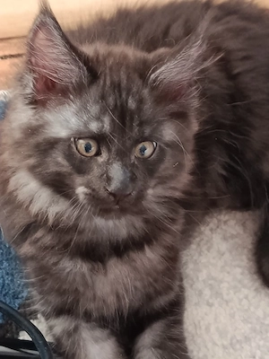 Maine coon