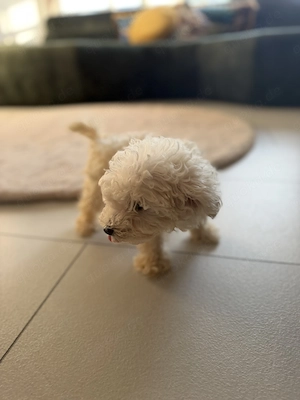 Maltipoo Welpe Rüde