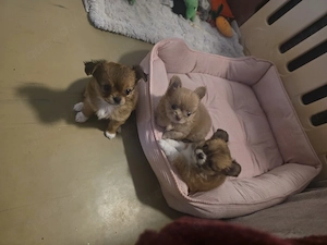 Chihuahua welpen 