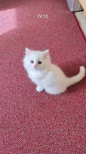    Wunderschöner Britisch-Kurzhaar-Kater sucht ein liebevolles Zuhause   