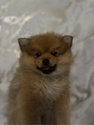 Pomeranian Zwergspitz