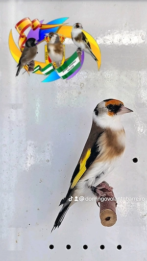 Stieglitz Carduelis Faciato kleine Art
