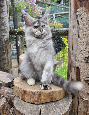 Maine Coon Nachwuchs mit Stammbaum, abgabebereit 