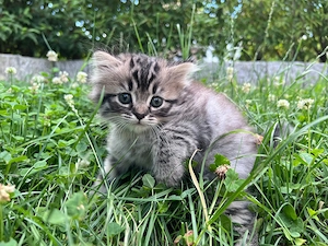 Babykatzen BKH