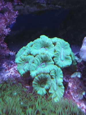 Caluastrea 